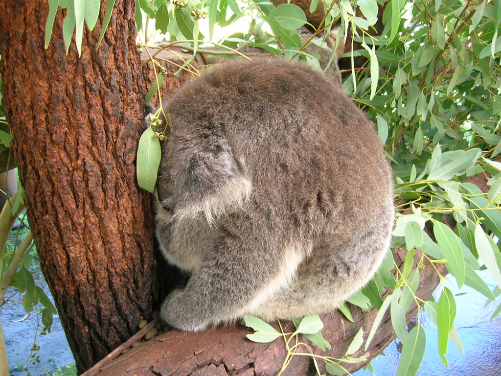 Alvó koala