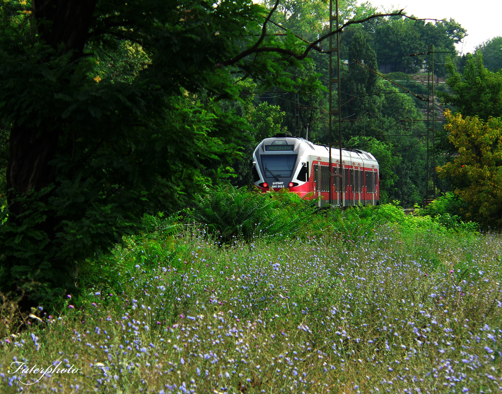 buzavirágban