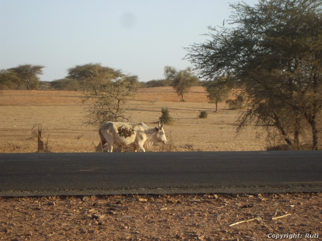 Bamako 420