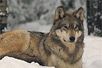 gray-wolves-rest-513185-mn