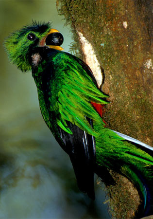 quetzal-national-bird-517958-ga