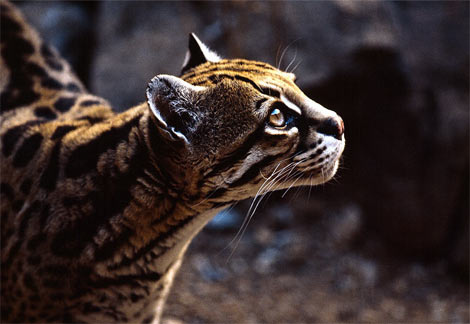 ocelot