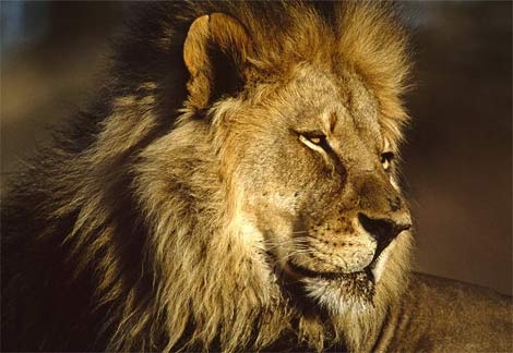 african-lion-male-head