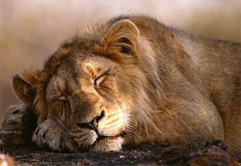 asian-lion-sleeping