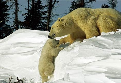 polar-bear-coaxing-baby