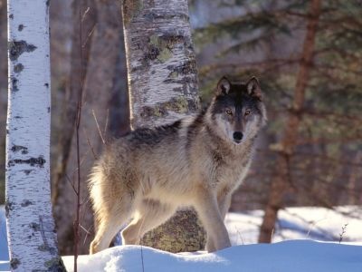 normal Full Profile, Gray Wolf