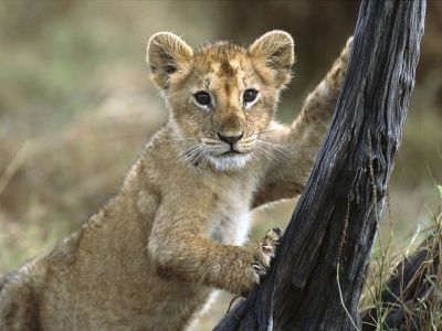 normal 3 Month Old Lion Cub, Masai Mara National Reserve, Kenya