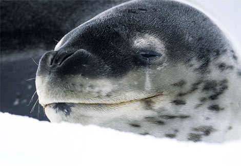 leopard-seal