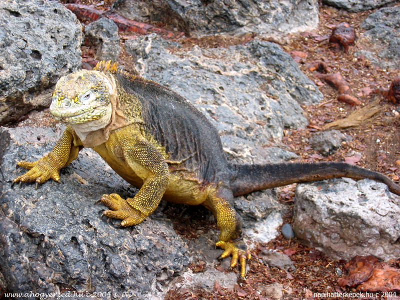 06ecuador 800x600