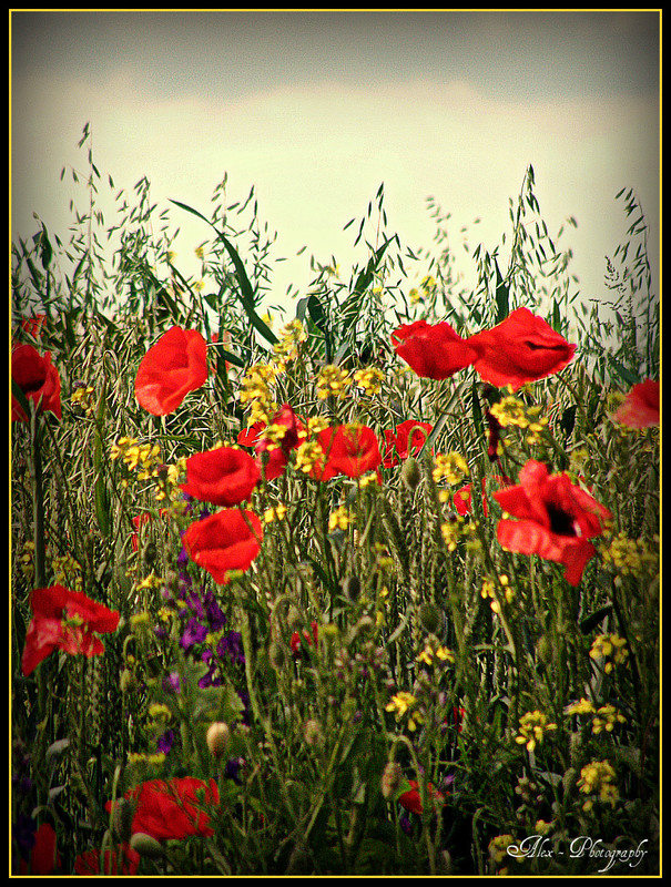 Field wild flowers