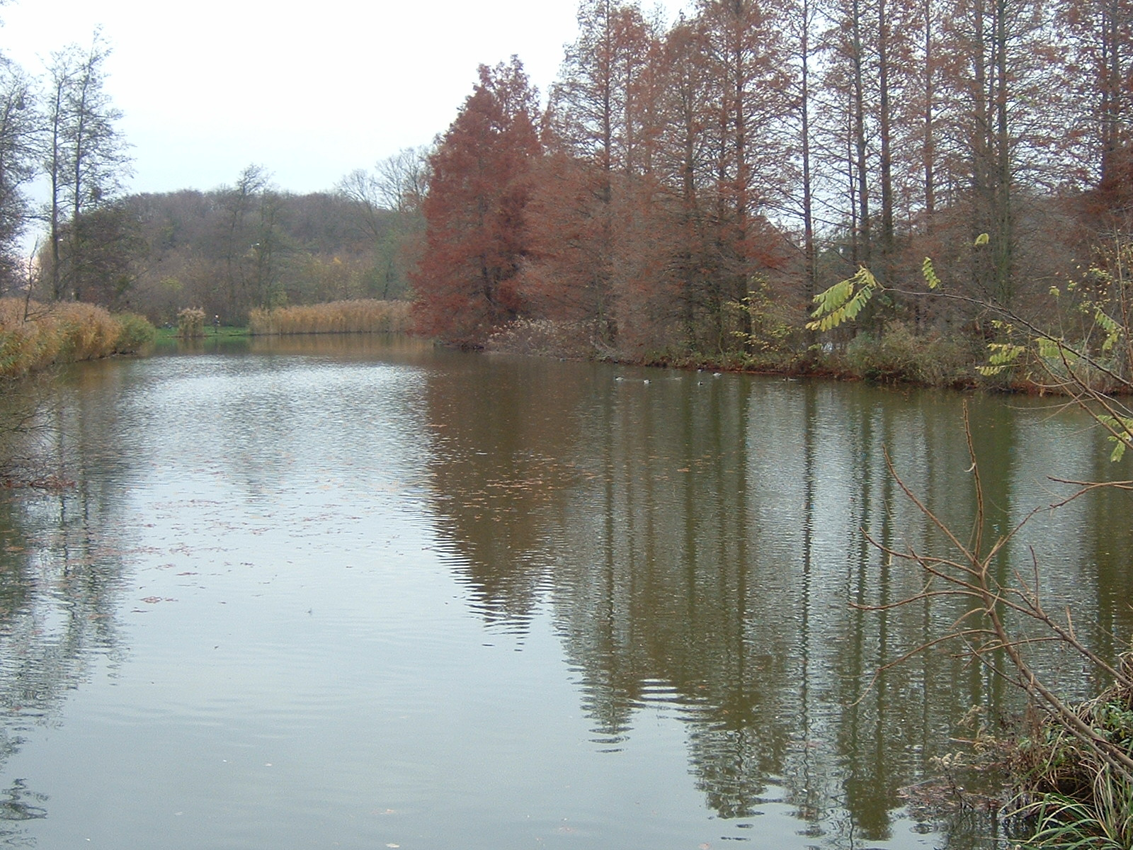 Sárvár - Csótó - 2008 - November