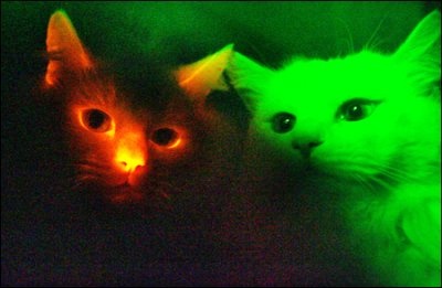 8734-cloned cats glow dark agree kind experiment improve human l