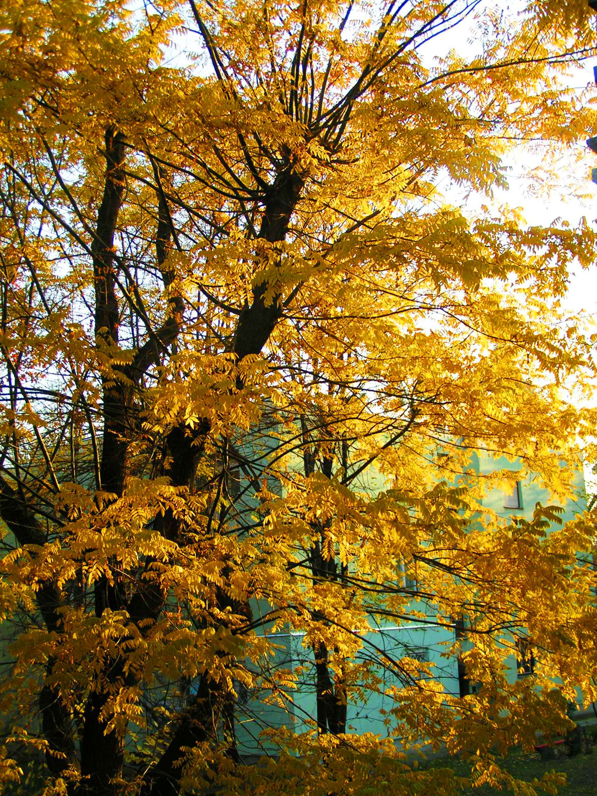 Beautiful autumn from my window (Part II.)