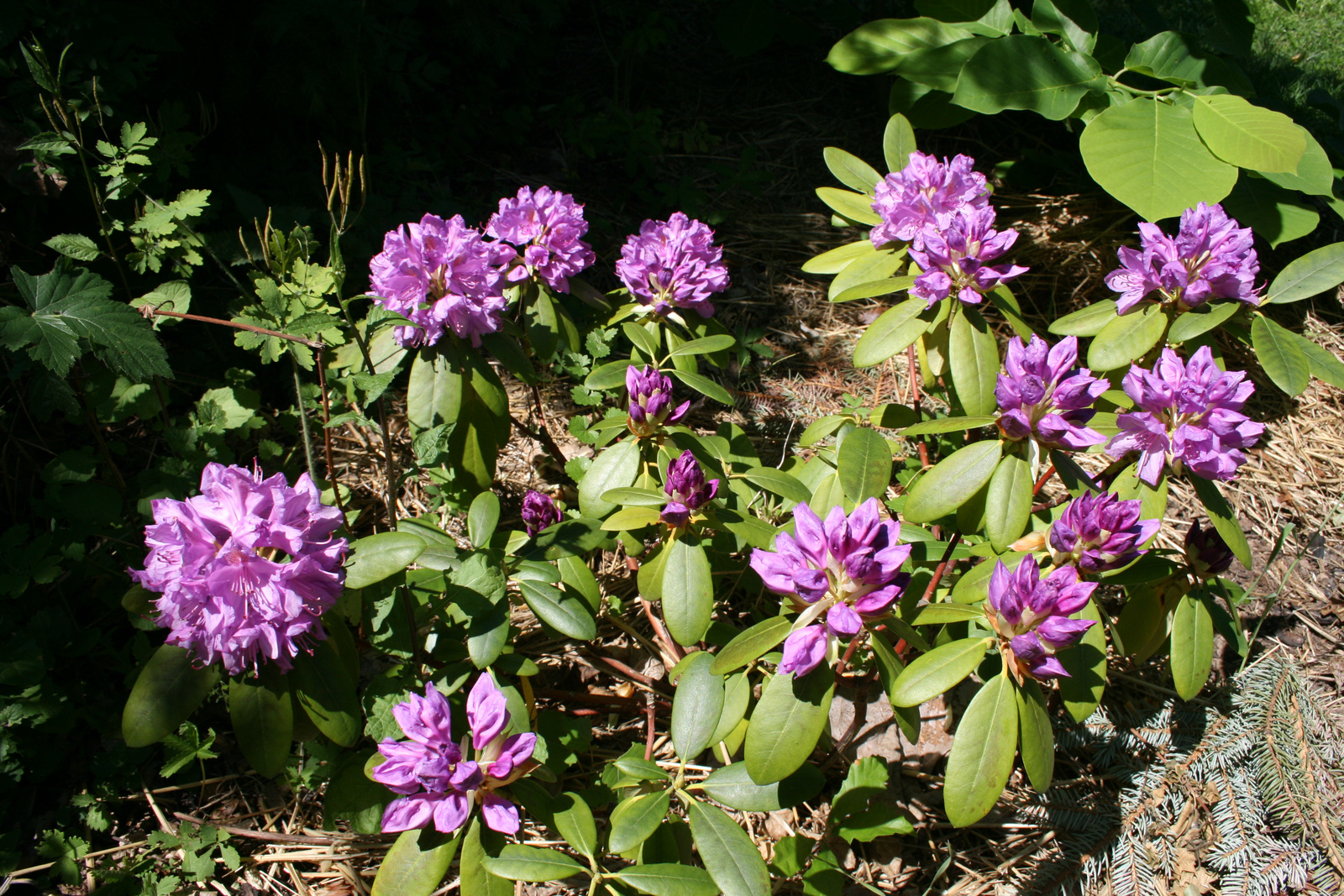 Rhododendron (lila) 1