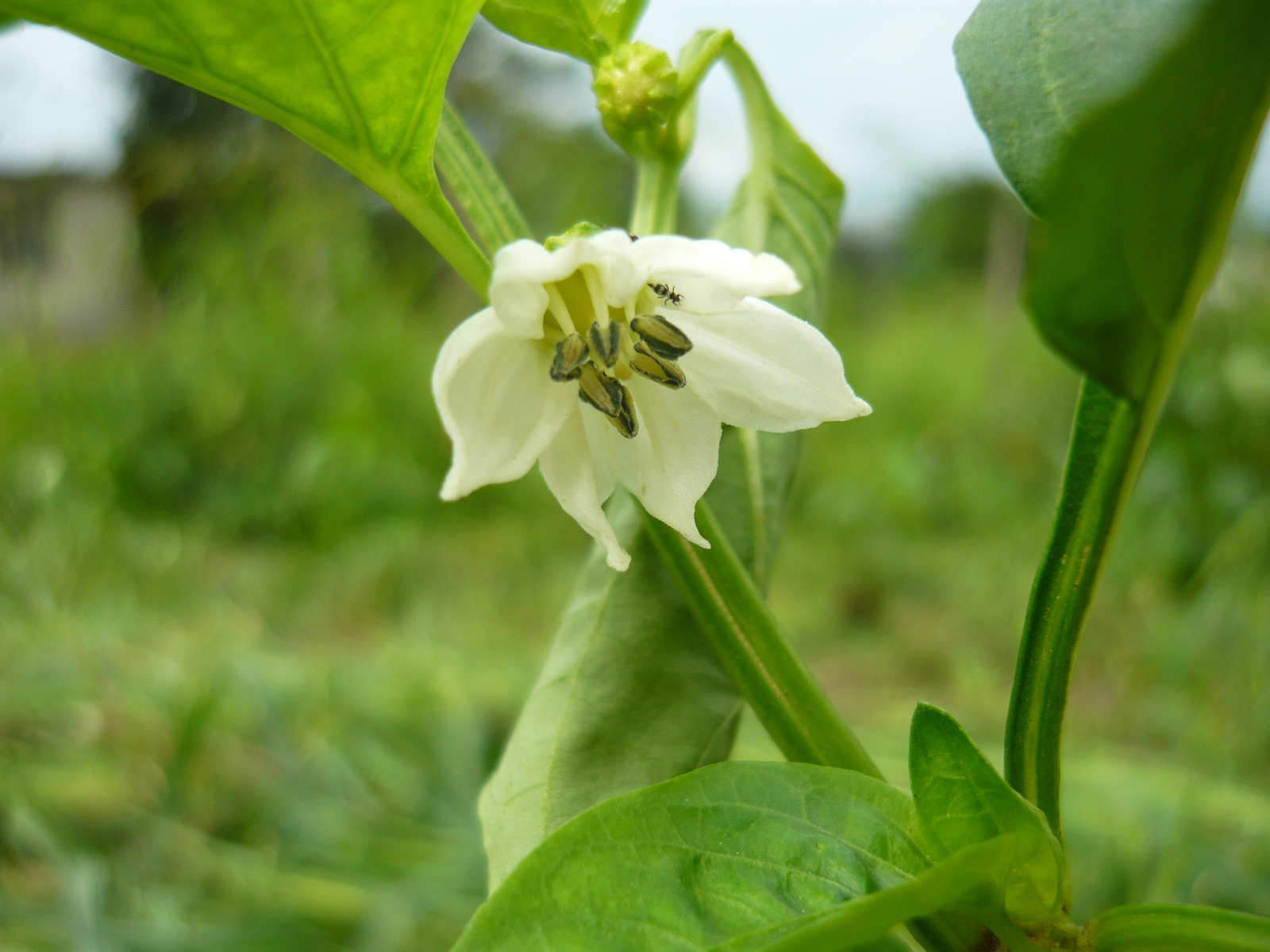 Virágzik a paprika