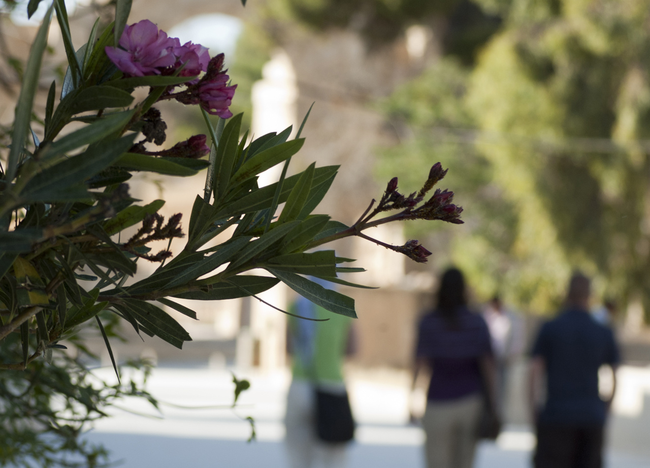 Jerash Day2 013