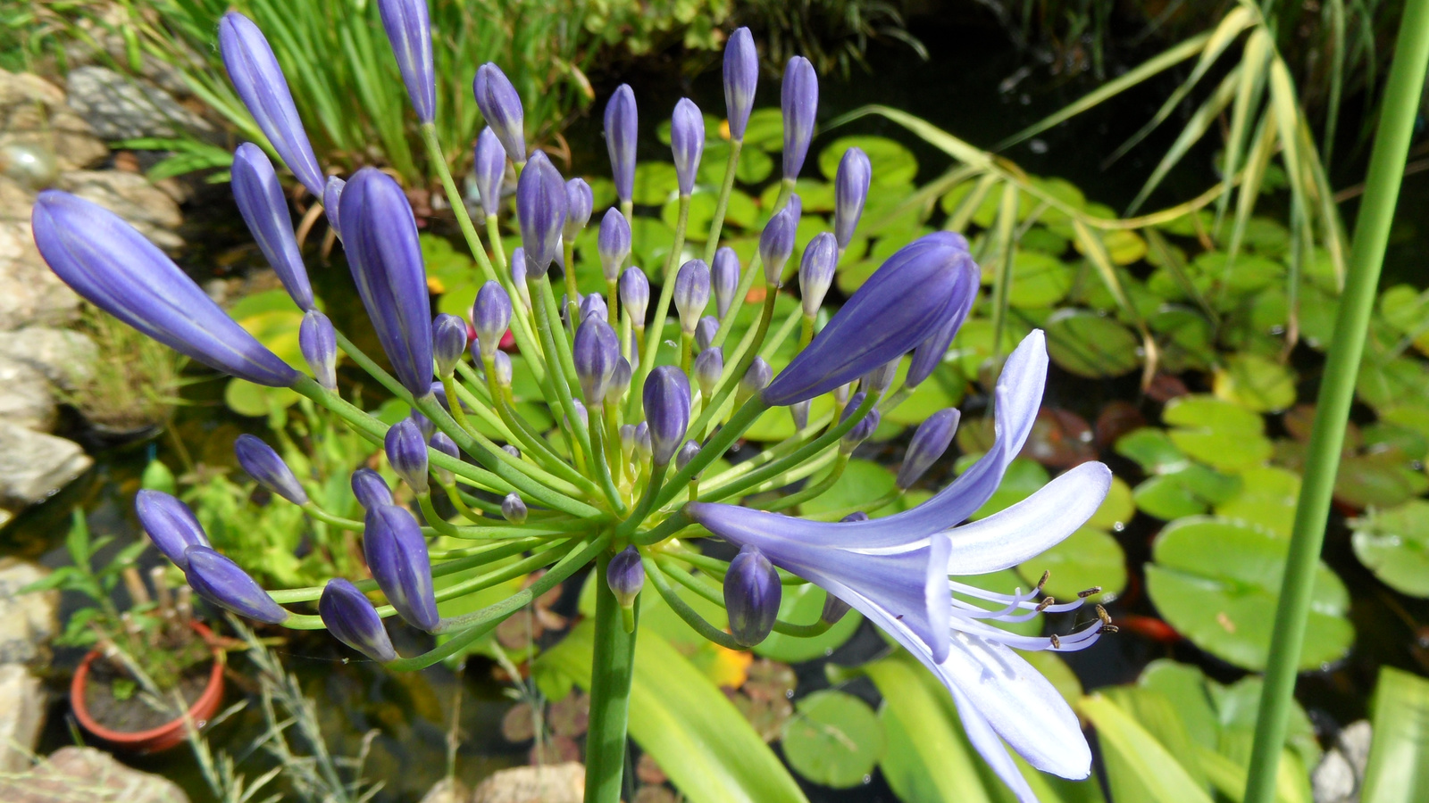 Szerelem virág - Agapanthus