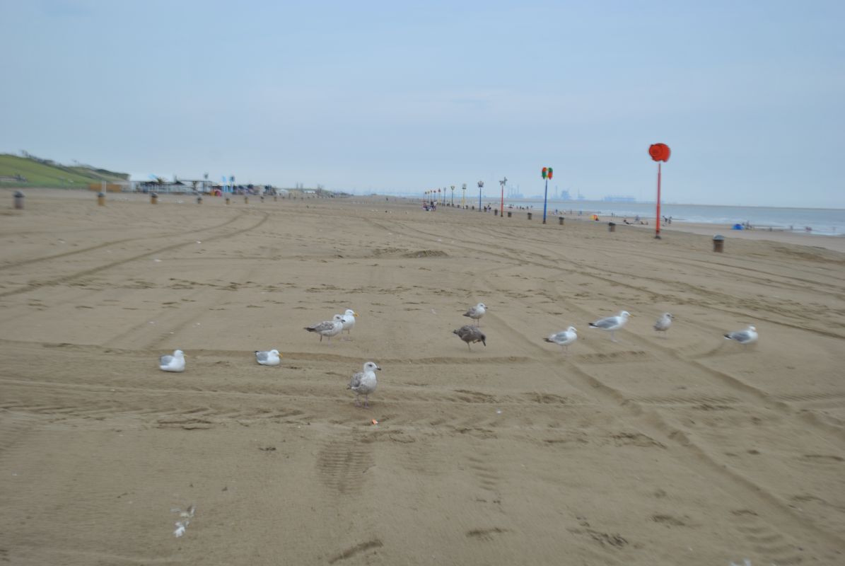 Ma csak a sirályok strandolnak