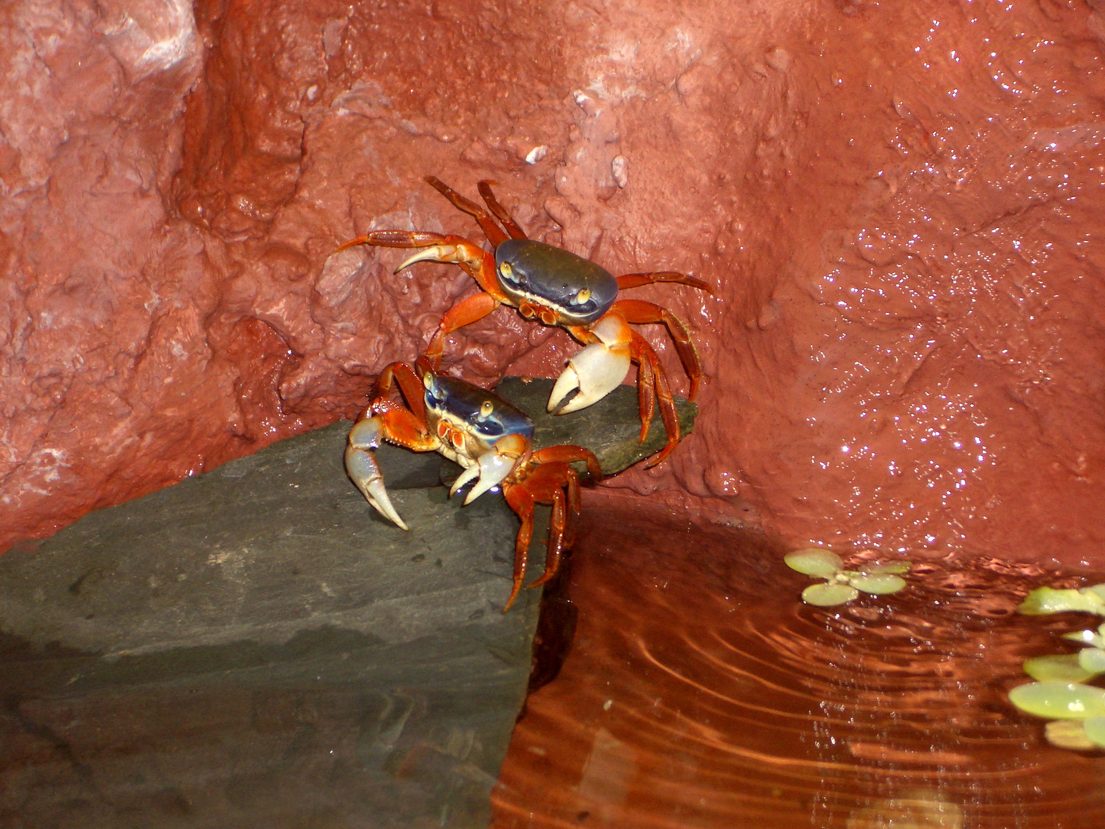 Rainbow crabs