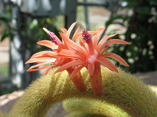 Cleistocactus winteri