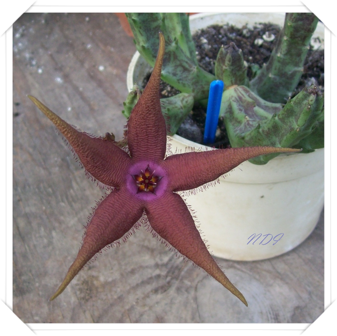 Stapelia schinzii x flavopurpurea