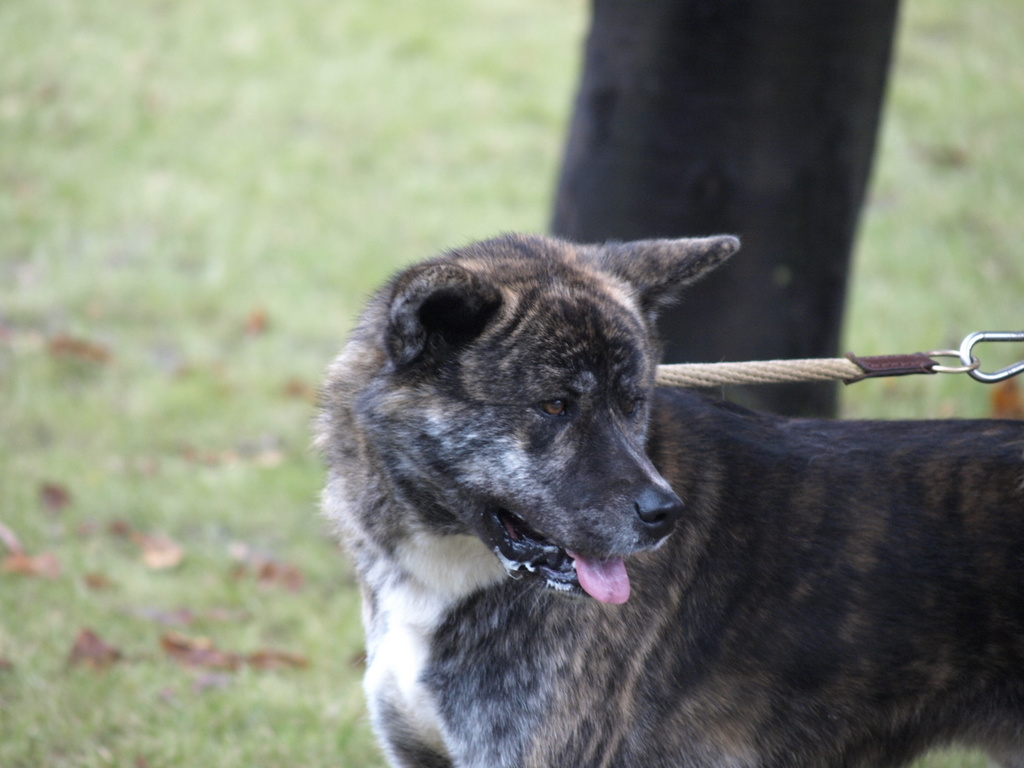 Akita inu 2