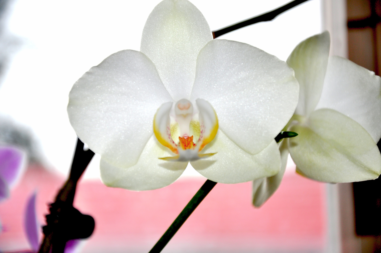 orchidea 4 szerk