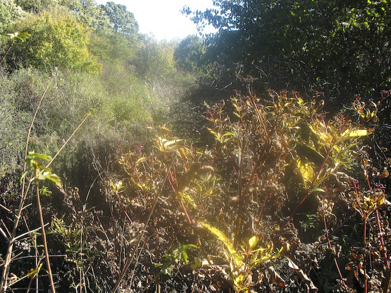 071013 Koldusszállás Szárliget-0713