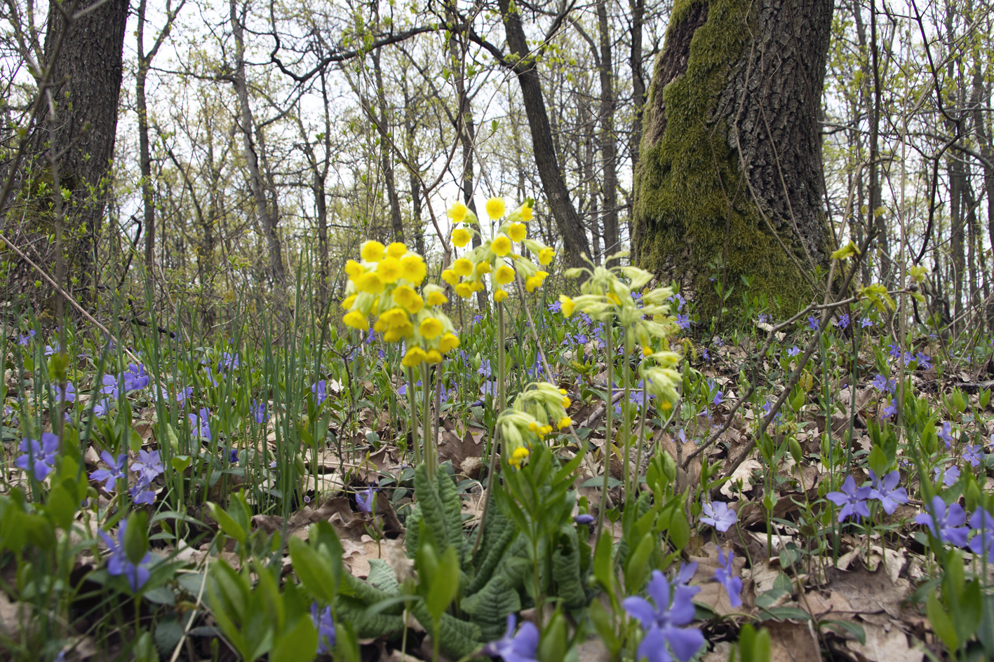 110416 NEX5 Hollókő-Nagybárkány 2489