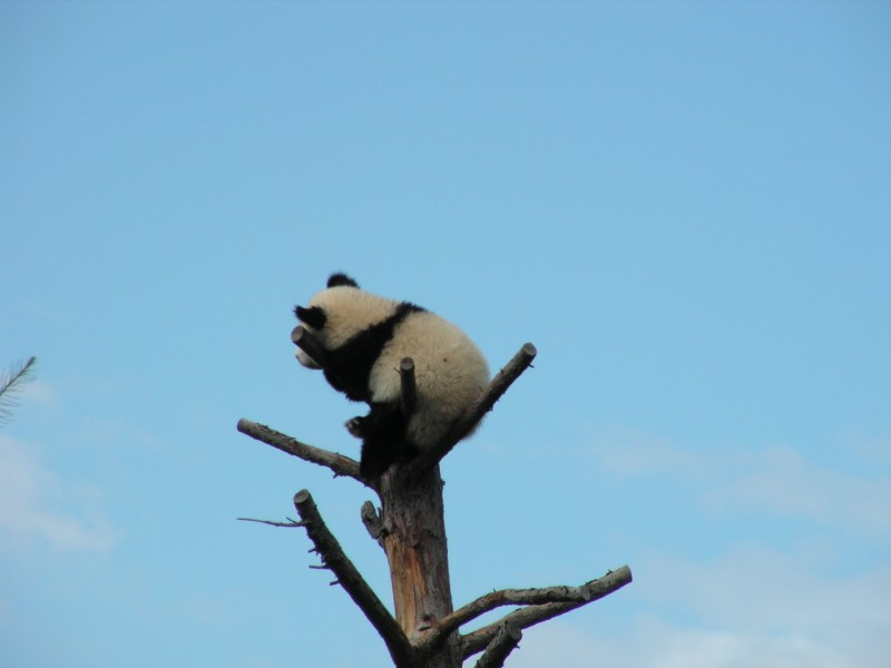 Panda 10