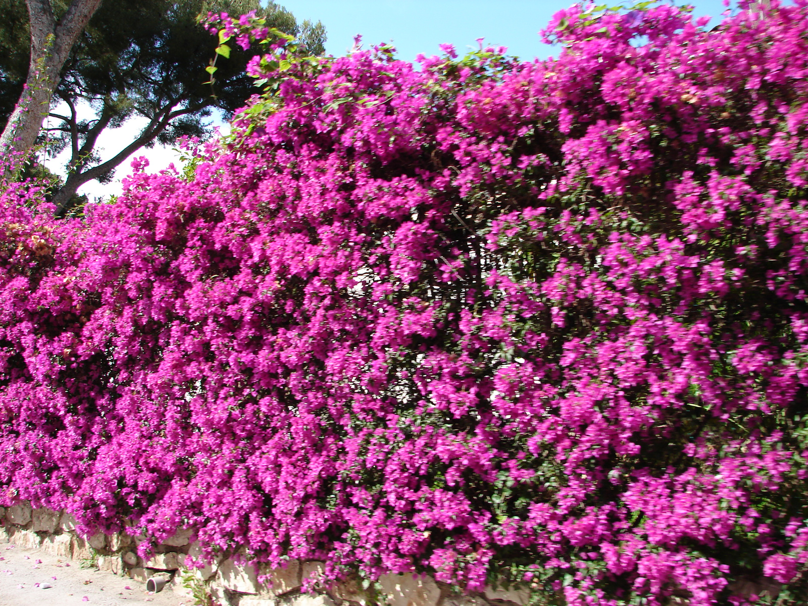 Bougainvillea