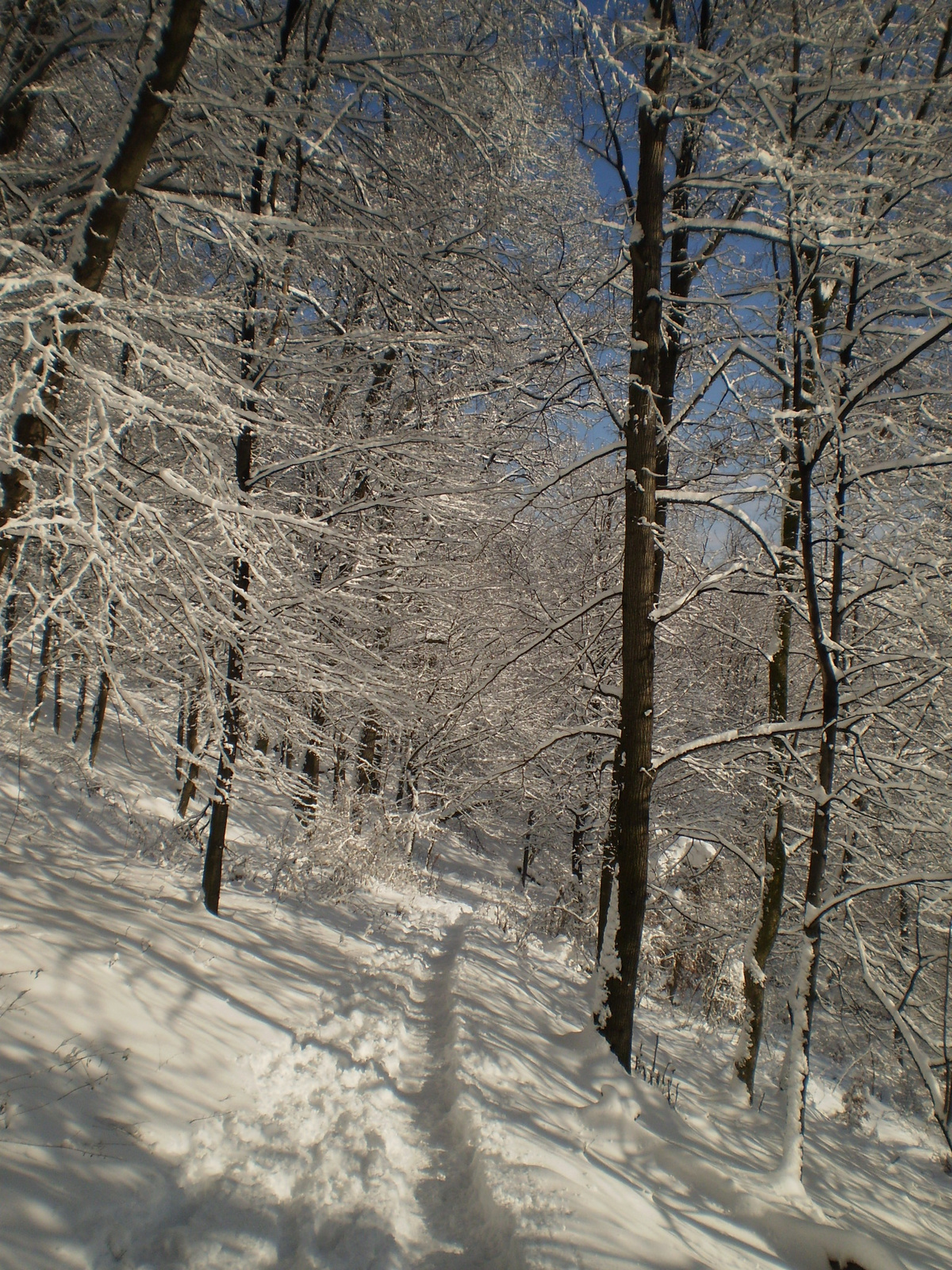 201011204Bakonyi Mikulás 40 teljesítménytúra 079