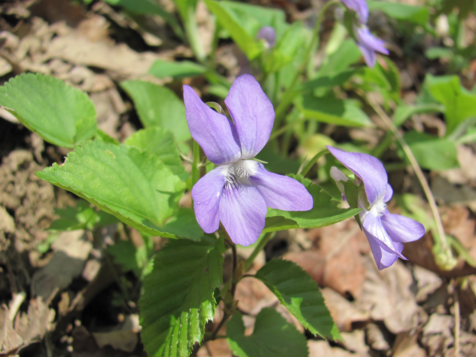 2011.04.17.Magyaregregy-Komló 137