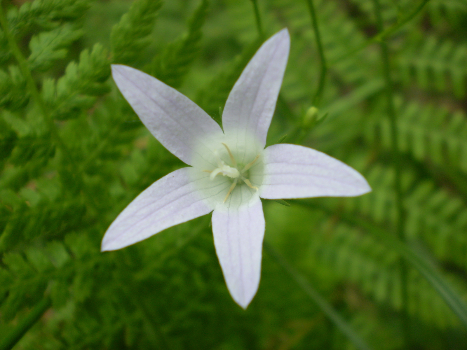 20090526petőc 023