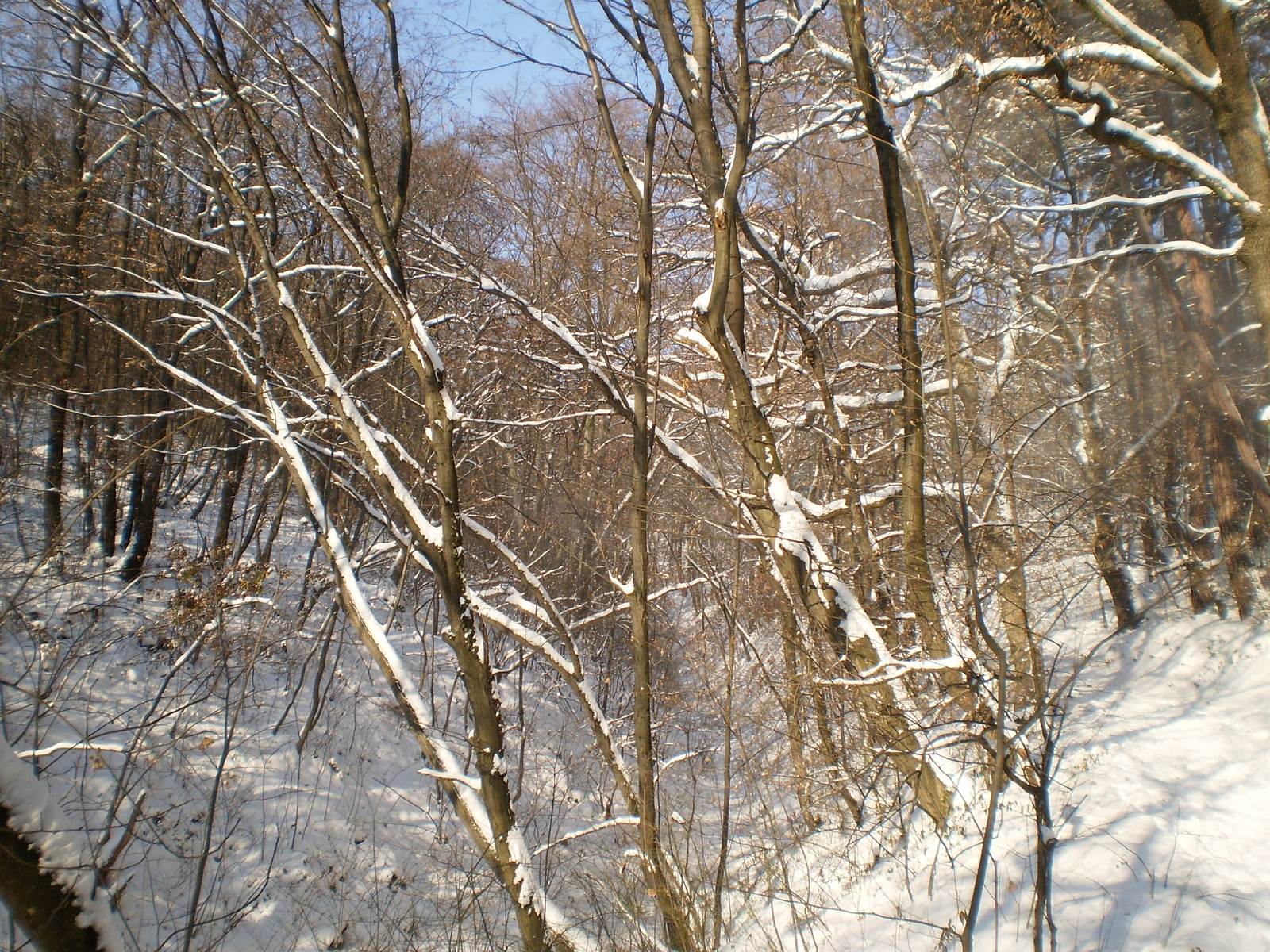 20091220Téli séta a Mecseki parkerdőben 038