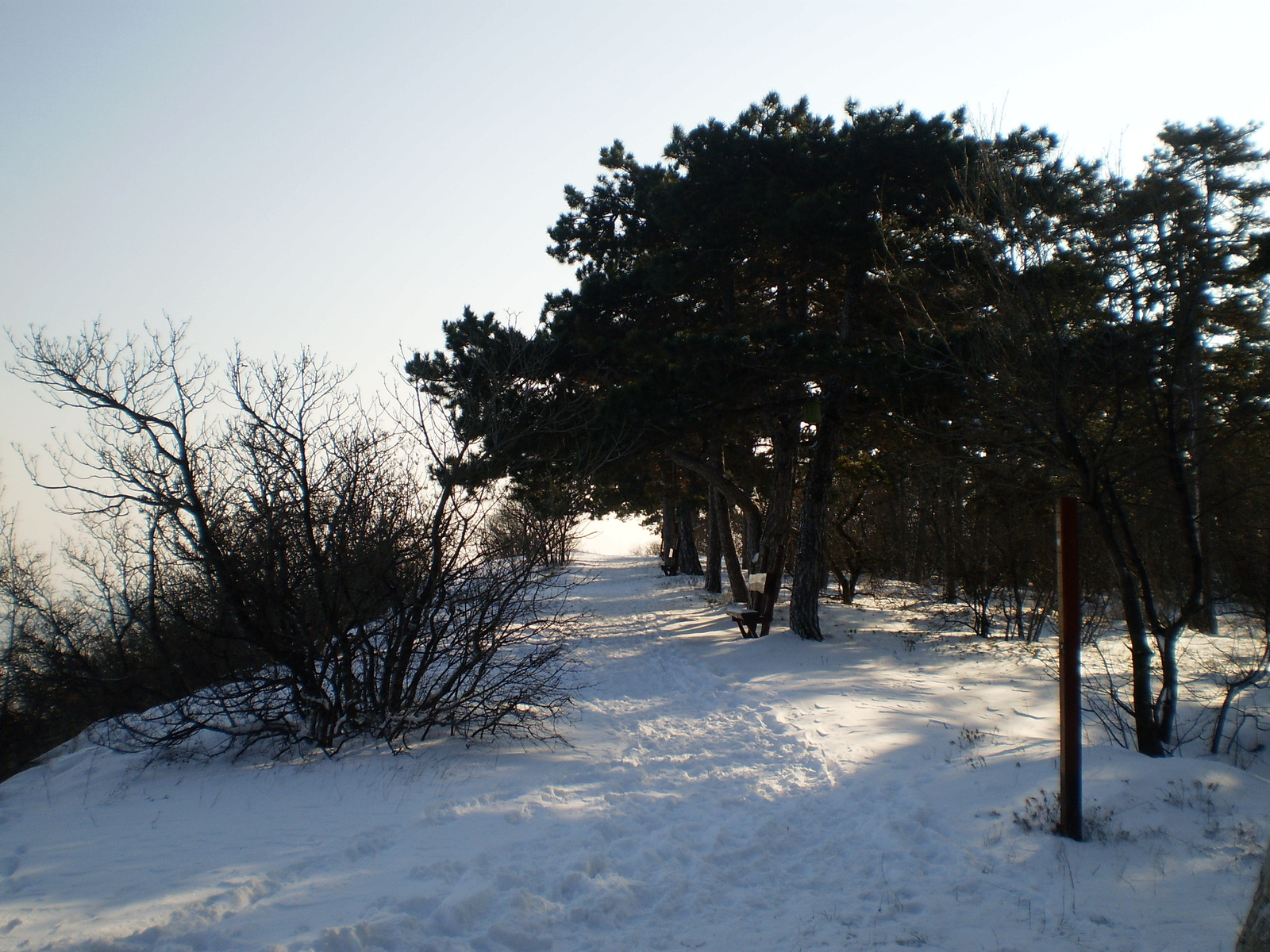 20091220Téli séta a Mecseki parkerdőben 054