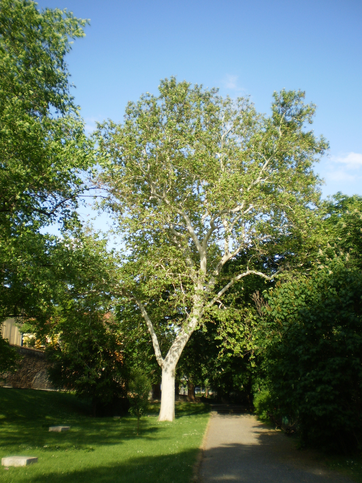 20100509PÉCS 102