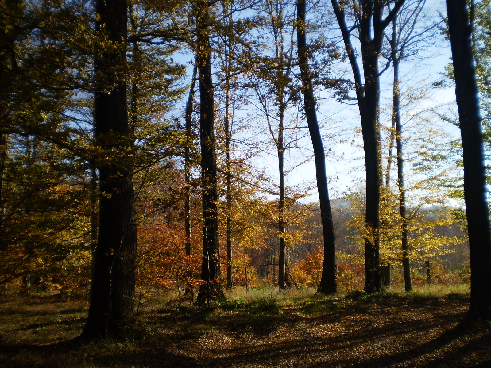 20101030Zobák-Pécsvárad 063