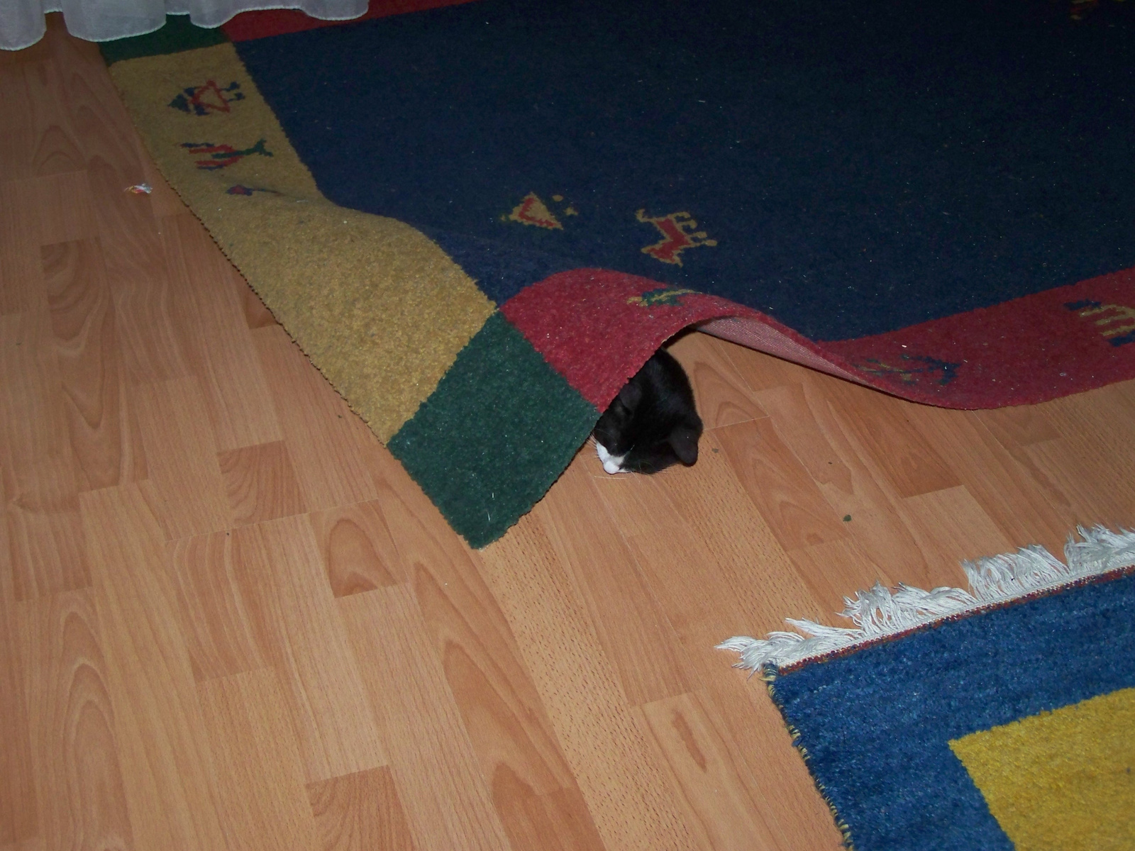 Gondokat és macskát nem söprünk a szőnyeg alá