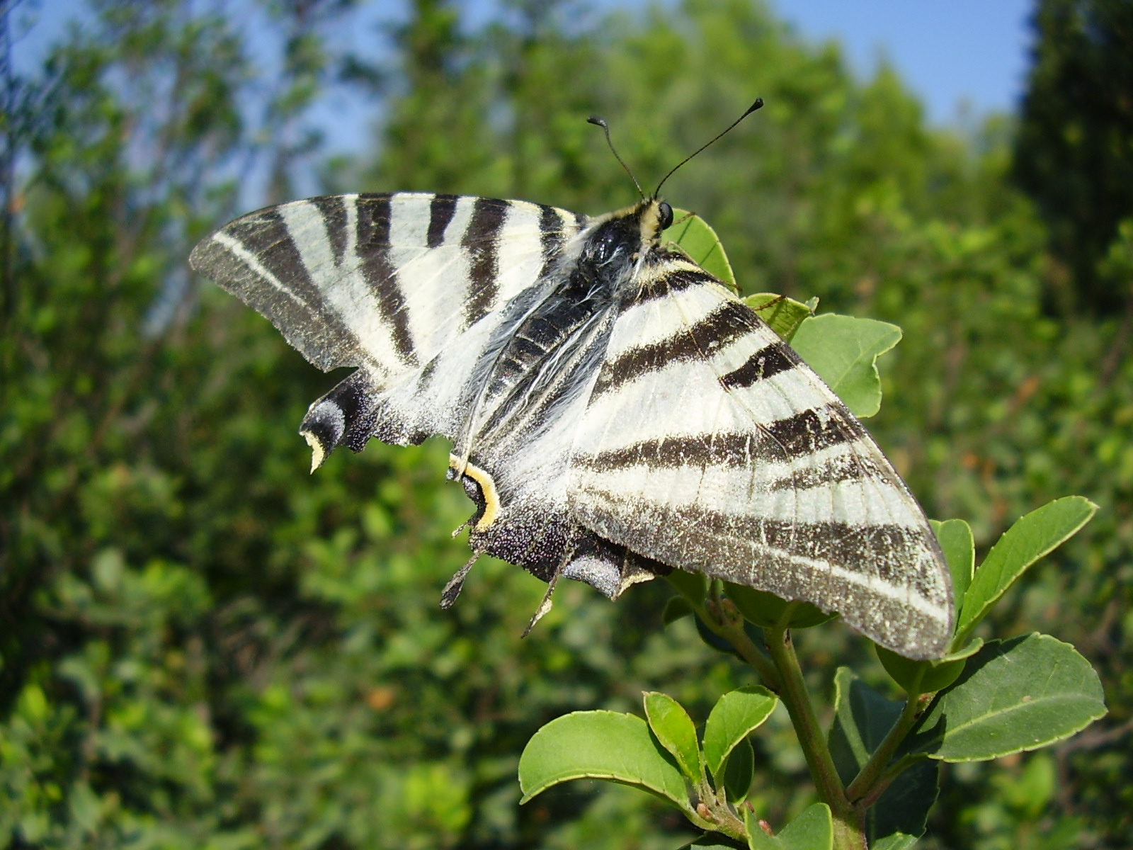 Egy helyi pillangó
