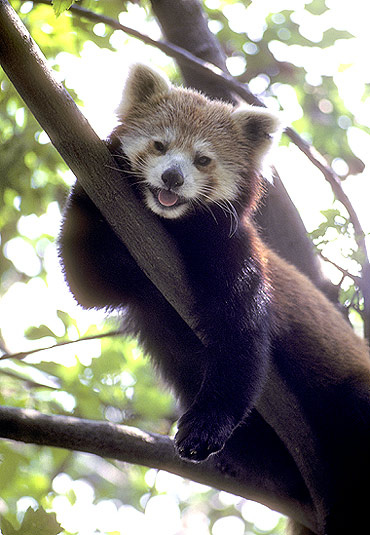 (2553-70)RedPanda