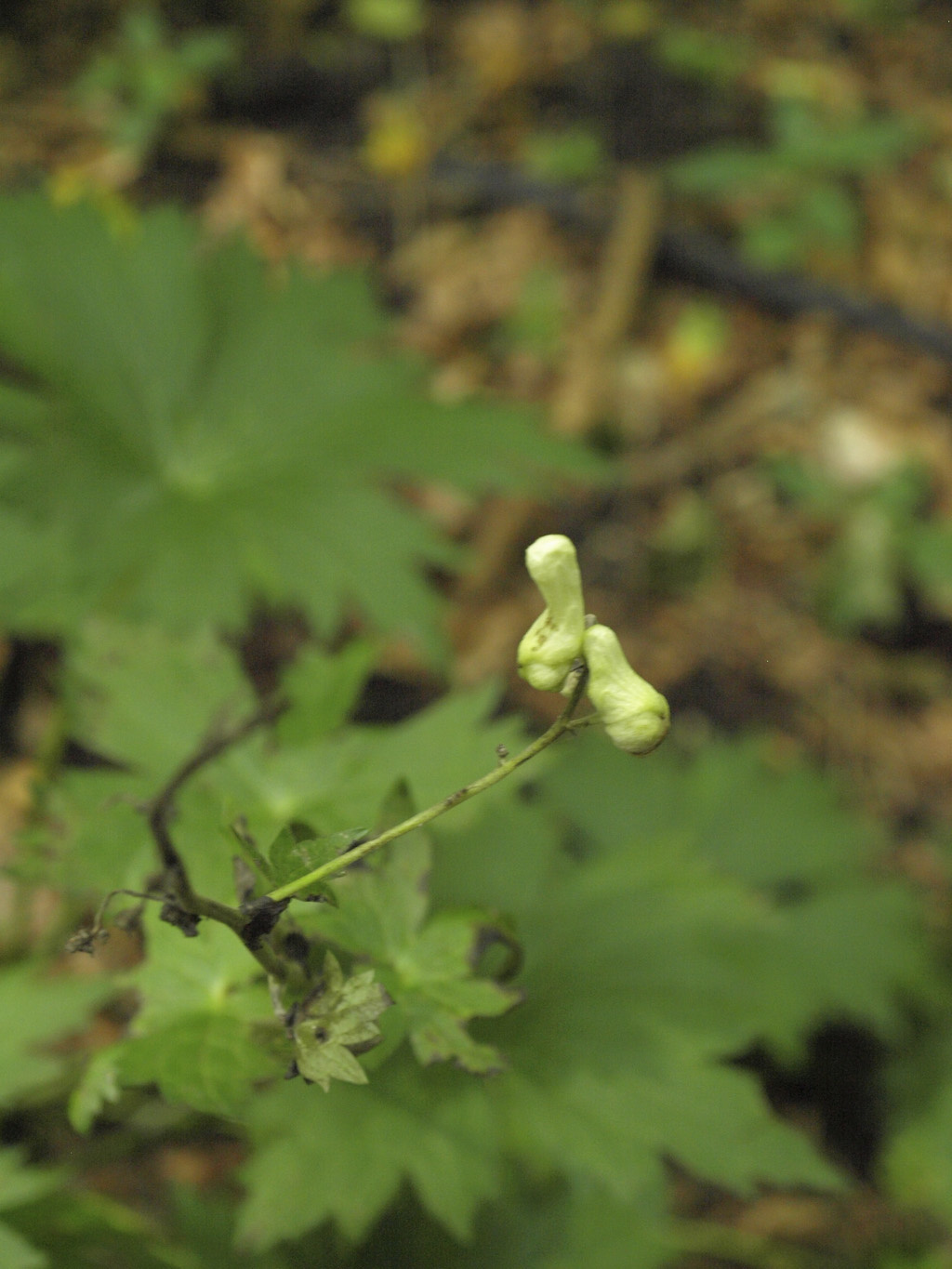 Farkasölő sisakvirág (Aconitum vulparia)