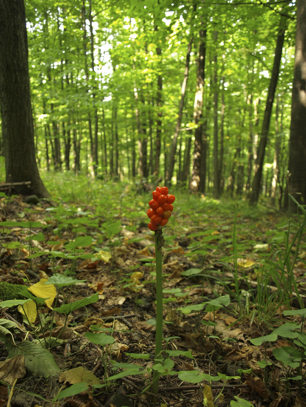 Foltos kontyvirág (Arum maculatum)