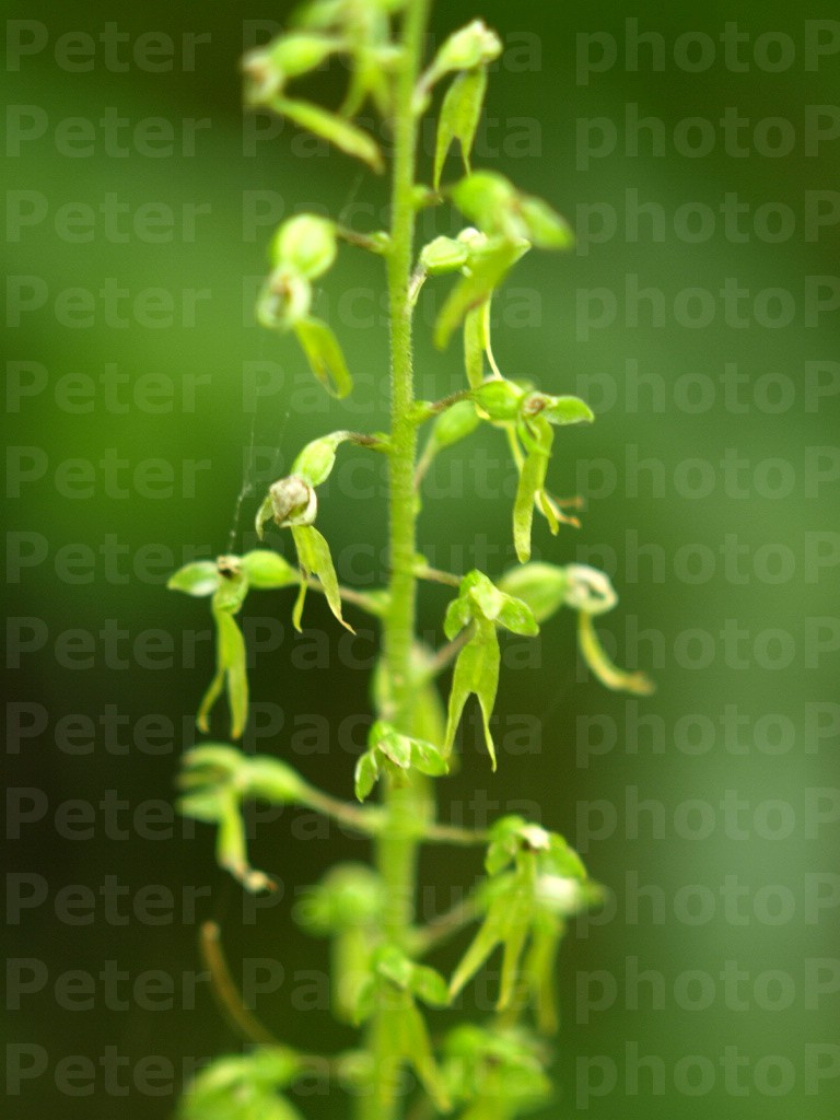 Békakonty (Listera ovata)