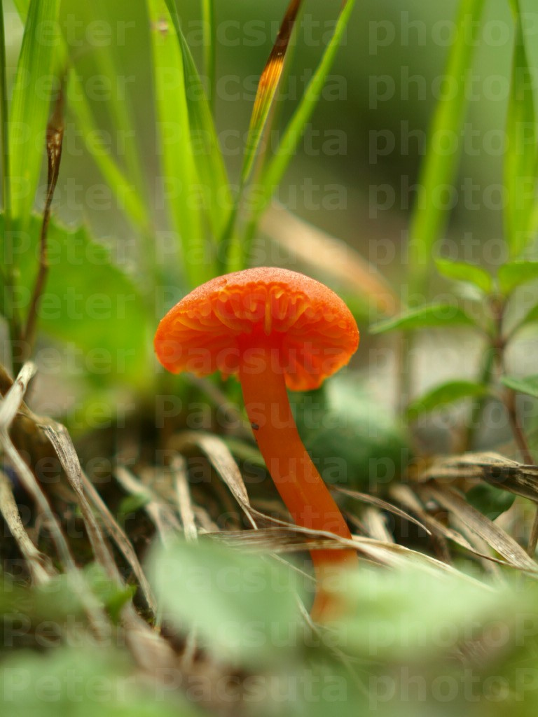 Vörös nedűgomba (Hygrocybe coccinea)