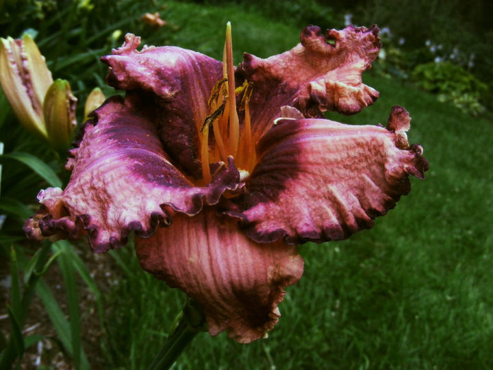 Hemerocallis Nocturne Butterfly +-Pf LNiquet