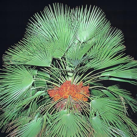 jpg Chamaerops humilis con frutti c Giuseppe Mazza