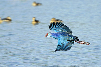 purpleswamphen8c