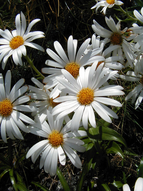 Snow Marguerite