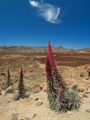 300px-Echium wildpretii LC0203